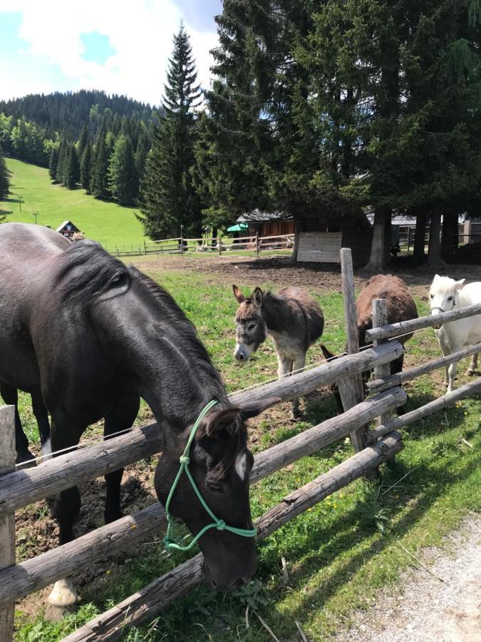 Chalet Stara Jelka Pokljuka Zgornje Gorje Exteriér fotografie