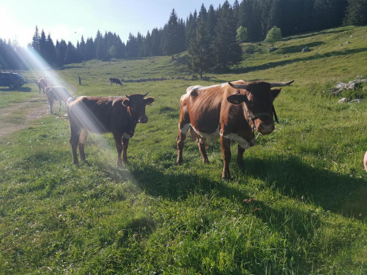 Chalet Stara Jelka Pokljuka Zgornje Gorje Exteriér fotografie
